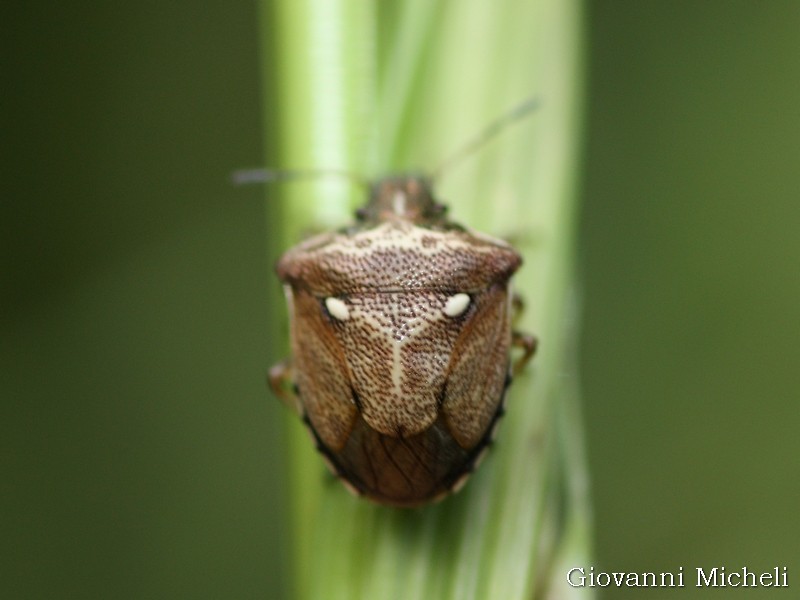 Pentatomidae:  Eysarcoris aeneus